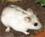Chinesischer Streifenhamster
